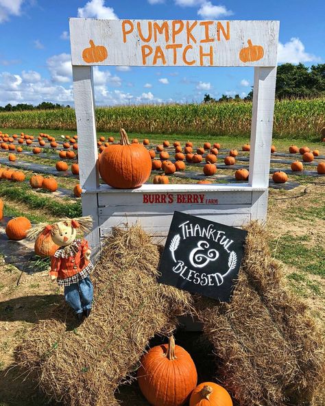 Pumpkin Patch Layout, Pumpkin Patch Business, Pumpkin Patch Theme, Pumpkin Patch Decoration, Pumpkin Patch Activities, Fest Decor, Farm Fest, Pumpkin Tree, Patch Ideas