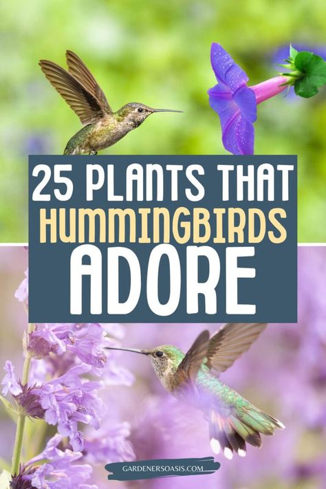 Hummingbird Plants: 25+ Of The Best Flowers That Attract Hummingbirds | Gardening Ideas Hummingbird Plants Perennials, Hummingbird Garden Flowers, Plants To Attract Hummingbirds, Hummingbird Nests, Habitat Garden, Hummingbird Plants, Attract Hummingbirds, Hummingbird Flowers, Best Flowers