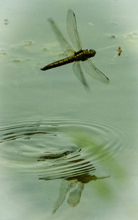 Untitled | by John Glass Dragonfly Close Up, Dragonfly Aesthetic Wallpaper, Dragonfly Aesthetic, Dragonfly Flying, Water Bug, Advanced Higher Art, Dragonfly Photos, Damselflies, Dragonfly Wall Art