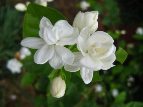 In Indonesia, a white jasmine flowers are used as a flower of the nation. Pink Jasmine, Jasmine Plant, Essential Oil Plants, Fragrant Plant, Jasmine Flower, Wallpaper Laptop, Flowering Vines, Fragrant Flowers, Flowers Perennials