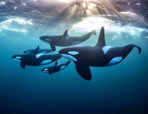 Ocean Conservancy on Instagram: “Could orcas love their grandmas as much as we do? 🧐 According to recent research published in the Proceedings of the National Academy of…” Whale Stuffed Animal, Sea Mammal, Animal Education, Beautiful Sea Creatures, Orca Whales, Ocean Conservation, Killer Whales, Ocean Creatures, Marine Animals