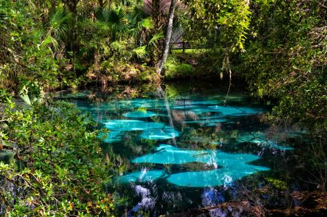 7 Prettiest Springs In Ocala You Must Visit - Florida Trippers Florida Springs Map, Natural Springs In Florida, Tropical Vegetation, Ocala National Forest, Florida Camping, Ocala Florida, Florida Springs, Rock Springs, Springs Florida