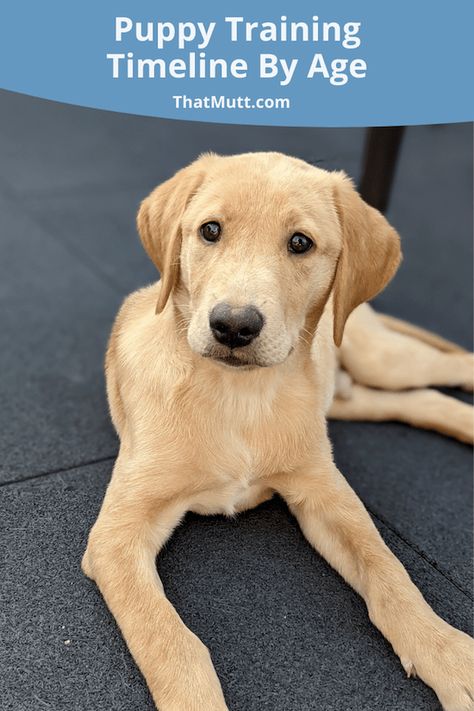 Treats For Puppies Training, Puppy Training By Age, Puppy Training Timeline, Puppies Training Tips, Puppy Potty Training Schedule By Age, Puppy Training Videos, Lab Puppy Training Tips, Puppy Training Schedule By Age, Puppy Timeline