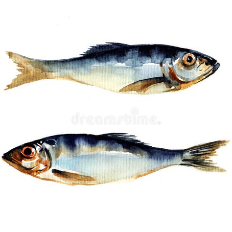 Herring fish. watercolor painting. On white background , #AD, #watercolor, #fish, #Herring, #background, #white #ad Fish Watercolor Painting, Herring Fish, Fish Watercolor, Landscape Art Quilts, Fish Artwork, Jellyfish Art, Watercolor Fish, Fish Sculpture, Fish Drawings