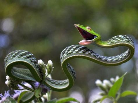 This little green Ribbon snake just makes me smile everytime I see it....I know its likely stretching, yawning, etc., but it looks like he is smiling!  :D Beaux Serpents, Vine Snake, Photo Animaliere, Photoshop Fail, Beautiful Snakes, Reptiles And Amphibians, Animal Photo, Gecko, Nature Animals