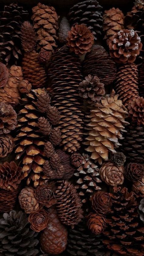 #brown #pinecones Dark Autumn Background, Deep Brown Aesthetic Wallpaper, Dark Fall Phone Wallpaper, Dark Brown Christmas Aesthetic, Dark Fall Aesthetic Wallpaper Iphone, Flannel Aesthetic Wallpaper, Dark Woodland Aesthetic, Moody Fall Wallpaper, Dark Achadamia