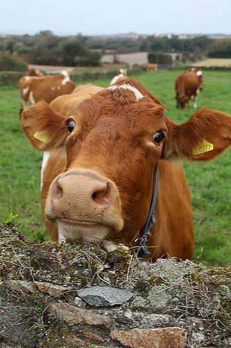 guernsey cow | Guernsey Cow | Flickr - Photo Sharing! Guernsey Cow, Livestock Barn, Animal Photos, Reference Photos, Animal Photo, Cow Print, Halloween Crafts, Photo Sharing, Cow