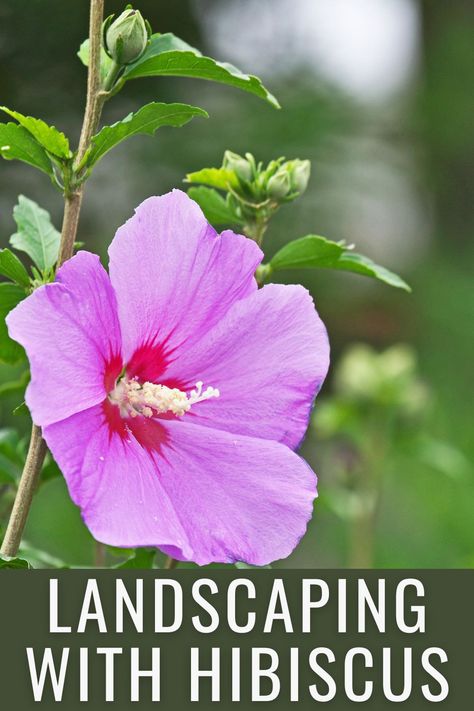 Hibiscus Front Yard Landscaping, Hibiscus Flower Bed Ideas, Hibiscus In Landscaping, Hibiscus Garden Landscaping Front Yards, Hibiscus Flower Landscaping Ideas, Hibiscus Landscape Ideas, Simple Tropical Landscaping Front Yard, Hardy Hibiscus Landscaping, Hibiscus Plant Landscape