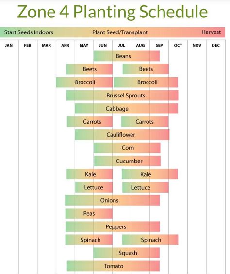 For those of us way up north heres the zone 4 schedule for starting seeds indoors #diy #gardening #garden #home Planting Schedule, Garden Prepping, When To Plant Vegetables, Starting Seeds, Vegetable Garden Planning, Gardening Zones, Starting Seeds Indoors, Homestead Gardens, Vegetable Garden Diy