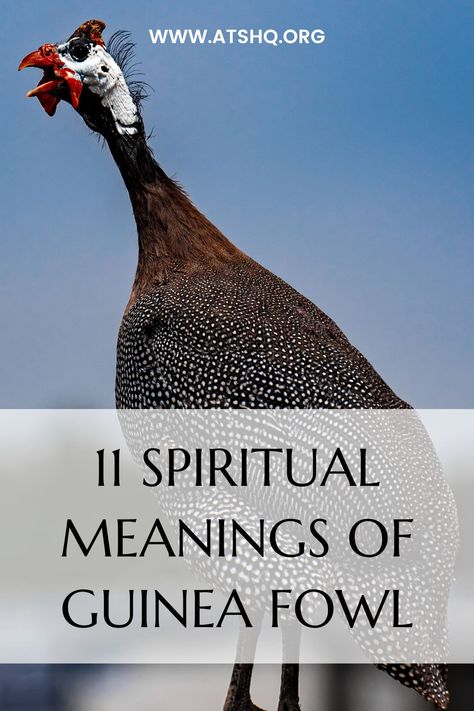 Guinea Fowl Art, Bird Meaning, Grey Feathers, Feather Meaning, Yoga Information, Guinea Fowl, Power Animal, Dream Symbols, Interesting Animals