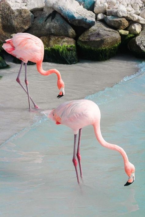 Flamingo Beach Aruba, Flamingo Pictures, Flamingo Beach, Illustration Blume, Flamingo Bird, Flamingo Art, Pink Bird, Creature Feature, Aruba