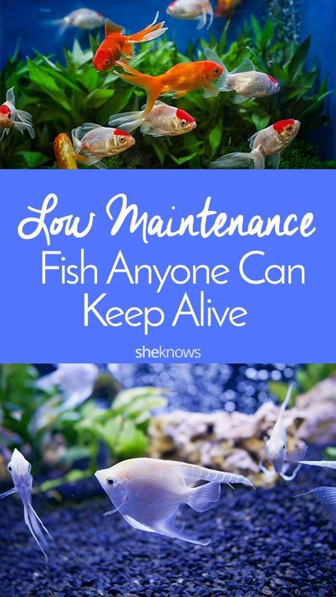 6 Easiest Pet Fish to Keep Happy  Alive – Page 6 – SheKnows Fish Tank For Kids, Best Aquarium Fish, Fish Tank Themes, Low Maintenance Pets, Goldfish Tank, Small Fish Tanks, Betta Aquarium, Tropical Fish Tanks, Tropical Fish Aquarium