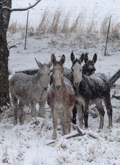 Donkey's In The Winter Baby Donkey, Mini Donkey, Miniature Donkey, Cute Donkey, A Donkey, The Donkey, Donkeys, Sweet Animals, Nature Animals