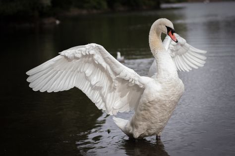 Swan with Open Wings" | “It doesn't matter if you're born i… | Flickr Swans Flying, Swan Wings, Open Wings, Mute Swan, Beautiful Swan, Animal Study, Bird Wings, White Swan, In Flight