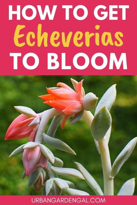 Echeveria succulent flowers Trailing Echeveria, Succulent Flower Bed, Echeveria Care, Echeveria Succulent, Succulent Flowers, Blooming Succulents, Grafting Plants, Succulents For Sale, Flowering Succulents