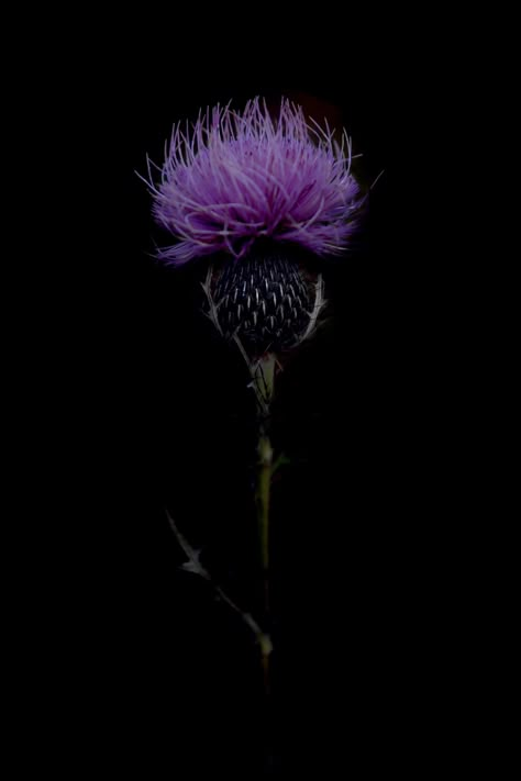 royal purple | STILL Purple Nature Aesthetic, Thistle Aesthetic, Bull Thistle, Mary Jo Hoffman, Scottish Flowers, Forest Pattern, Purple Dye, Dark Lavender, Still Life Flowers