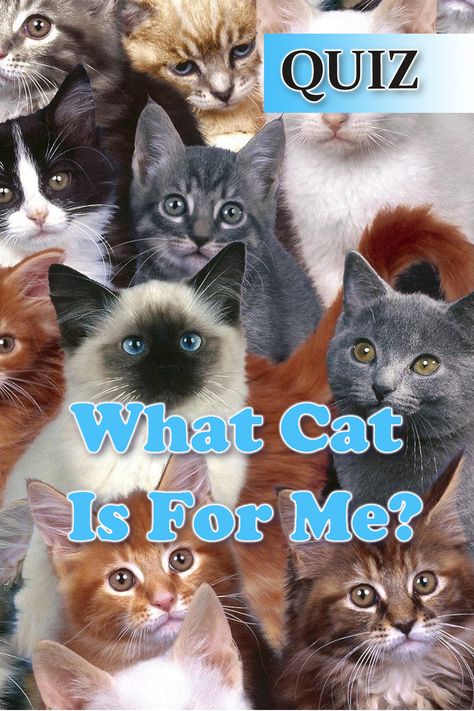 This quiz will reveal which cat breed is best for your personality. #quiz #cat #catquiz #quizzes Different Types Of Cats Breeds, What Cat Am I Quiz, What Cat Are You, Cat Types, Types Of Cats Breeds, Dog Quiz, Fluffy Cat Breeds, Cat Breeds Chart, Cat Personality