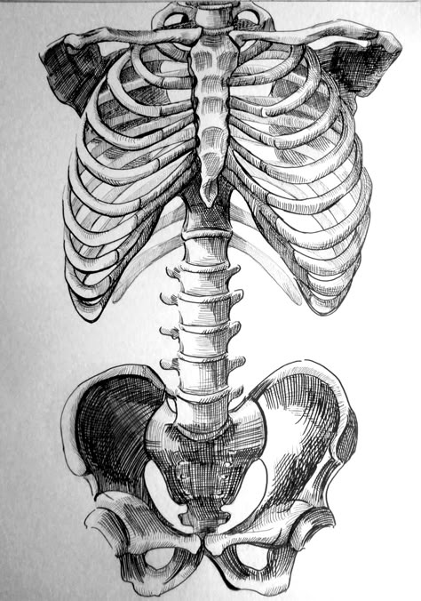 Bone Drawing, Skeleton Anatomy, Skeleton Drawings, Human Anatomy Drawing, Drawing Heads, Human Skeleton, Human Anatomy Art, Anatomy Sketches, Skeleton Art