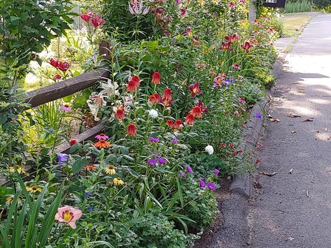 Summer Garden at Its Peak - FineGardening Roadside Garden Ideas, Fine Gardening, Garden Photography, Colorful Plants, Balloon Flowers, Garden Photos, Daylilies, Ornamental Grasses, Spring Blooms