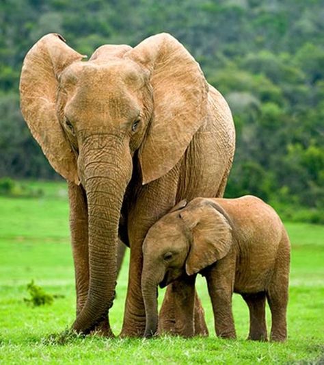 25 Amazing Facts And Information About Elephants For Kids Elephant Facts For Kids, Elephant Information, Elephants For Kids, Elephant Facts, Elephant Photography, Elephant Pictures, Elephants Photos, Elephant Drawing, Big Animals