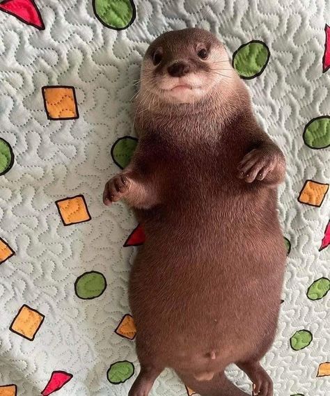 Funny Otters | "Does this quilt make me look fat Cursed Animals, Fat Animals, Otters Cute, Sea Otters, Baby Otters, Cut Animals, Lovely Creatures, Sea Otter, Silly Animals