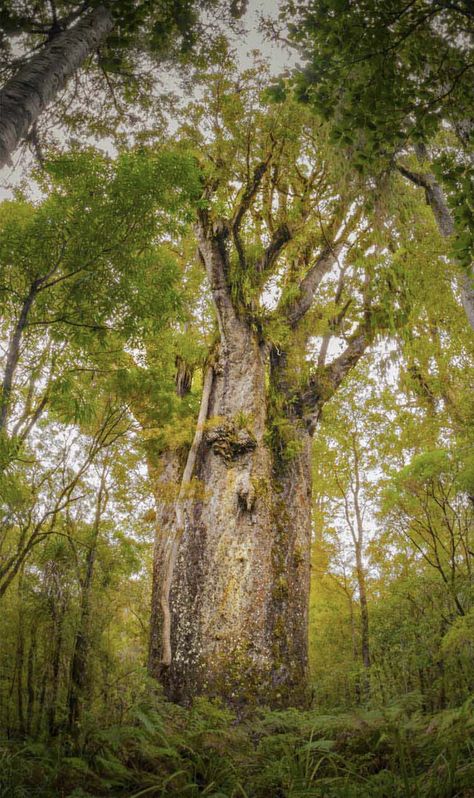 Kauri Tree, Maori Language, Forest Color, Happy Earth Day, Nature Color Palette, Image Bank, Daily Pictures, Happy Earth, Big Tree