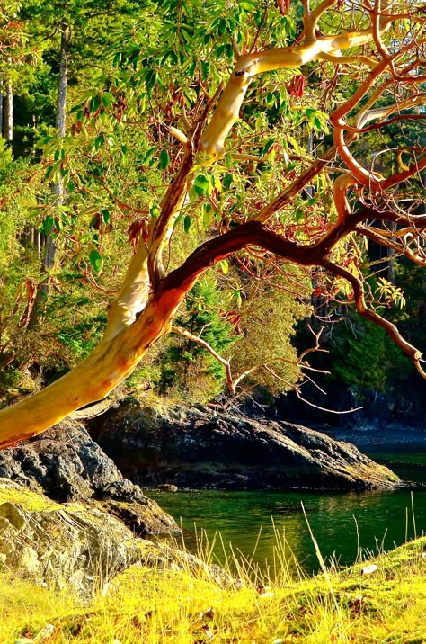 Arbutus Tree Painting, Madrona Tree, Arbutus Tree, Weird Trees, Trees Photography, Sycamore Tree, Smile Wallpaper, Landscape Photography Nature, Tree Photography