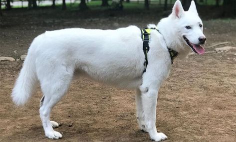 WHITE HUSKY : Do You Really Need It? This Will Help You Decide! Husky Lab Mix Puppy, All White Husky, White Husky Puppy, White Husky Dog, Husky Puppy Training, Lab Mix Puppies, White Siberian Husky, Husky Puppies For Sale, Husky Breeds