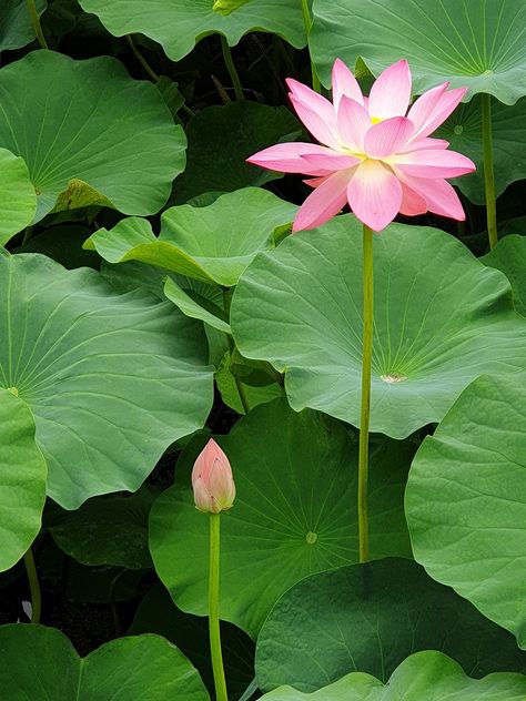 Lotus Lotus Leaf Park, #Lotus, #Park, #Leaf Lotus Leaf Photography, Lotus Leaf Drawing, Lotus Leaf Illustration, Lotus Leaf Painting, Lotus Flower Leaves, Lotus Flower Leaf, Lotus Flower Painting, Hd Flower Wallpaper, Lotus Flower Pictures