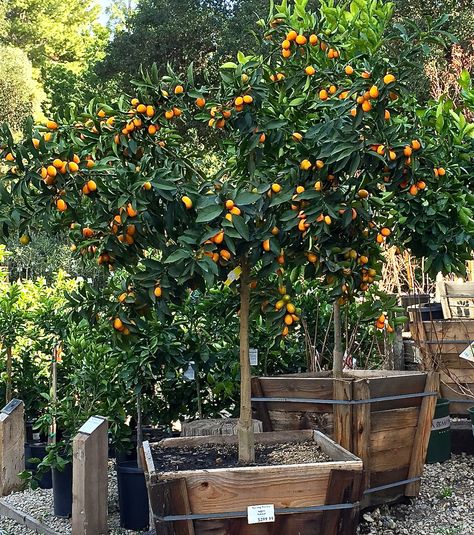 Tattoos Plants, Fruit Trees In Containers, Plants Tattoo, Plant Bedroom, Plant Tattoos, Kumquat Tree, Planting Garden, Citrus Tree, Yummy Fruit