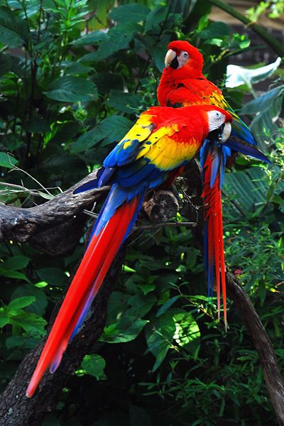 Scarlet Macaws,< < < thank You For Sharing your pictures >>>Blessings to You, Mitzi…  :) Amazon Rainforest Facts, Rainforest Facts, Amazon Rainforest Animals, Rainforest Birds, Rainforest Plants, Rainforest Animals, Macaw Parrot, Colorful Parrots, Exotic Bird