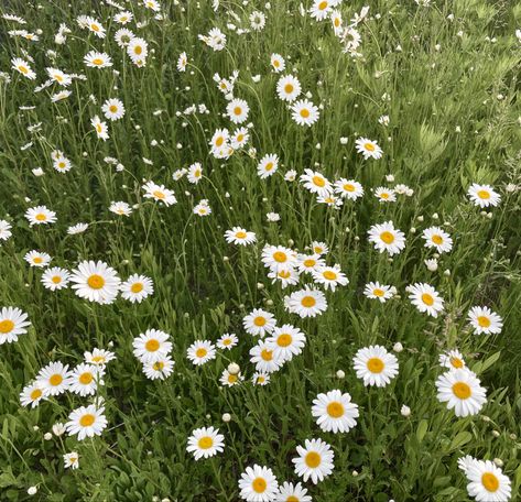 Daisies Aesthetic, Hygge Summer, Daisy Aesthetic, Flower Identification, Uk Summer, Aster Flower, Daisy Girl, Graphic Wallpaper, Daisy Flowers