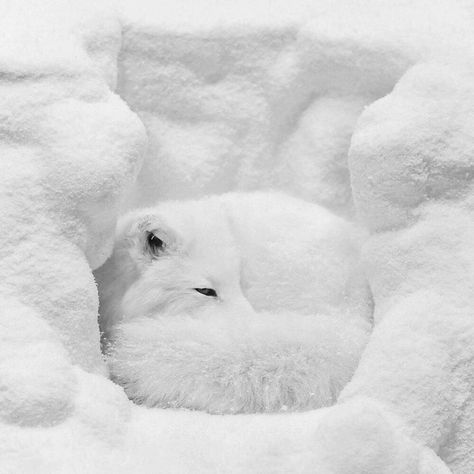 Simple is Beautiful on Instagram: “photography by Hisao Kanno @hisao.kanno #hisaokanno #simpleisbeautifulphotography #photography #art #photographer #photographyart #artwork…” Volpe Artica, Arctic Foxes, Arctic Animals, Arctic Fox, White Blanket, White Dog, Wild Dogs, Cute Fox, Sweet Animals