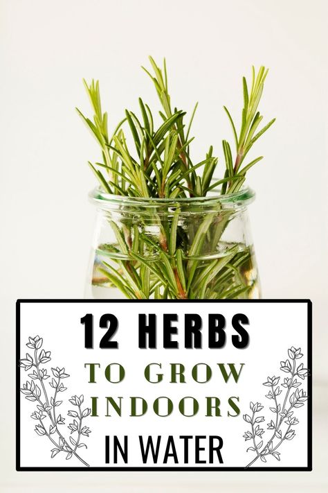 Herbs In The Kitchen, Horticulture Therapy, Herb Growing, Mosquito Plants, Growing Herbs Indoors, Florida Plants, Gardening Trends, Best Indoor Plants, Indoor Herb Garden