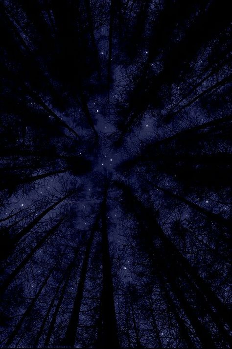 Into The Night, The Night Sky, Looking Up, Night Sky, In The Dark, The Story, Dark Blue, Trees, Stars