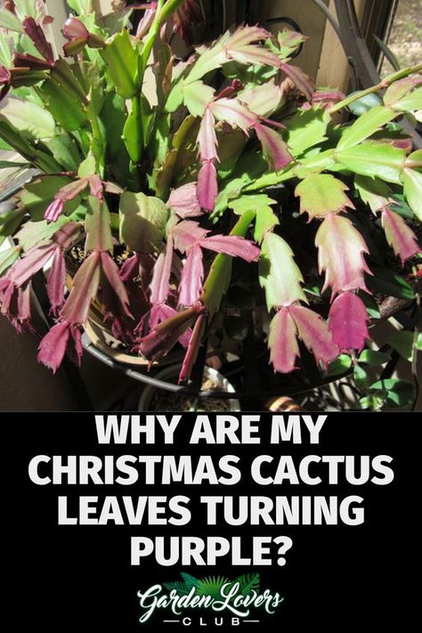 Christmas Cactus Problems, How To Care For Christmas Cactus Plants, How To Root A Christmas Cactus, Xmas Cactus, Christmas Cacti, Christmas Cactus Propagation, How To Grow Cactus, Understory Plants, Christmas Cactus Care