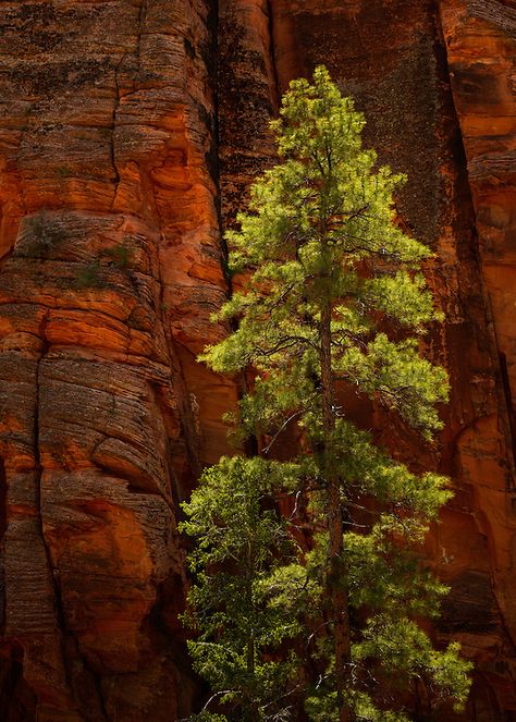 Lined Drawing, Ponderosa Pine Tree, Pine Tattoo, Drawing Trees, Tree Mushrooms, Hotel Inspiration, Zion National Park Utah, Ponderosa Pine, Branding Inspo