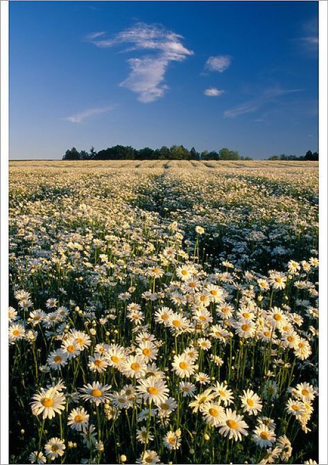 An A1 poster sized print, approx 23"x33" (841x594mm). NA, USA, Oregon. Field of daisies in evening light. bloom, blossom, countryside, daisy, julie eggers, oregon, remote, solitude, vast, wildflower. Image supplied by Danita Delimont. Product ID:11181278_80444_0 Daisy Field Aesthetic, Daisy Flower Field, Daisies Field, Daisy Fields, Daisy Image, Daisy Brand, Field Of Daisies, Daisy Field, Evening Light