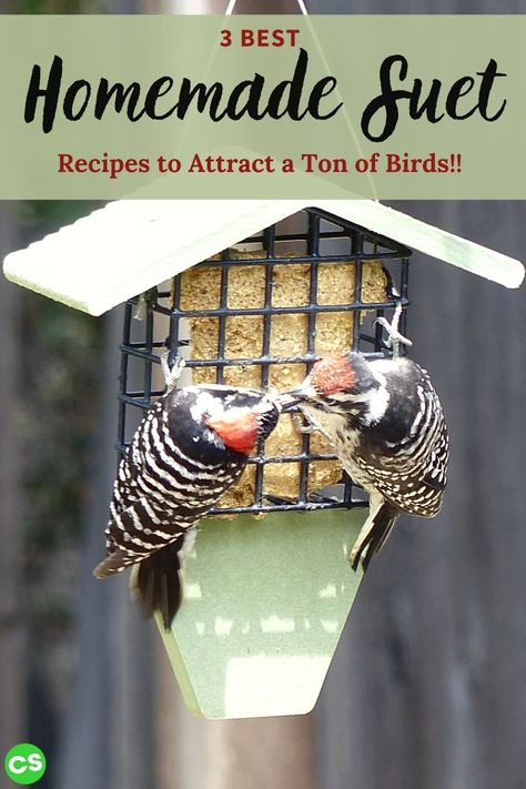 Homemade Bird Suet Recipe, Bird Suet Recipes Homemade Winter, Suet Recipes For Birds, Suet Balls For Birds, Homemade Suet For Birds, How To Make Bird Suet Recipe, Homemade Bird Suet Cakes, Diy Bird Suet Recipes, Homemade Suet Cakes Wild Birds