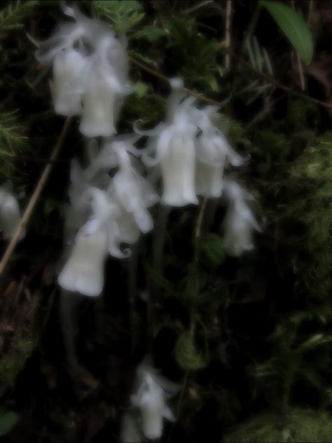 Ghost Flowers Aesthetic, Ghost Lily Flower, Ghost Flower Aesthetic, Ghost Wedding Aesthetic, Dark Easter Aesthetic, Goth Nature Aesthetic, Ghost Pipe Flower, Moonflower Aesthetic, Moon Flower Aesthetic