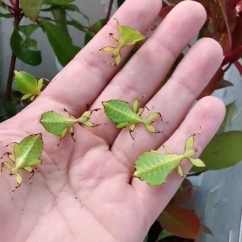 Leaf insect babies from @bugsologist . Specie Walking Leaf Insect, Cool Bugs Insects, Pet Insects, Pet Bugs, Insects Aesthetic, Insect Aesthetic, Creepy Bugs, Prey Mantis, Leaf Bug