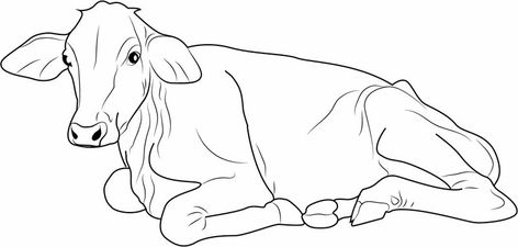 Cow Coloring Pages Free Cow Sitting Drawing, Sitting Drawing, Cow Sitting, Face Printable, Cow Coloring Pages, Cow Colour, Longhorn Cow, Dairy Cow, Cow Face