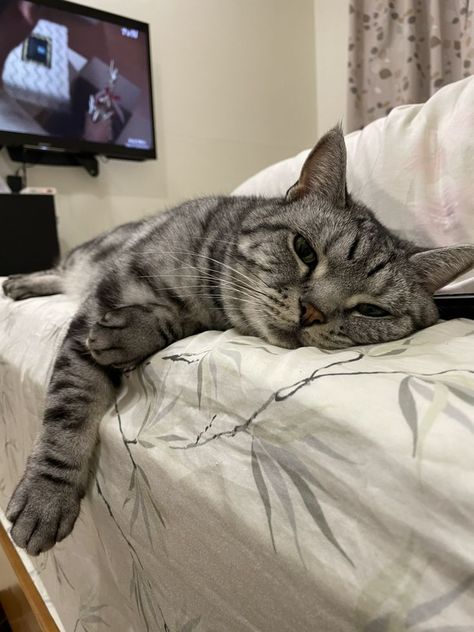 Grey American Shorthair Cat, Domestic Shorthair Cat, Black Violin, Plane Trip, I Hope One Day, Grey Tabby, American Shorthair Cat, Himalayan Cat, American Shorts