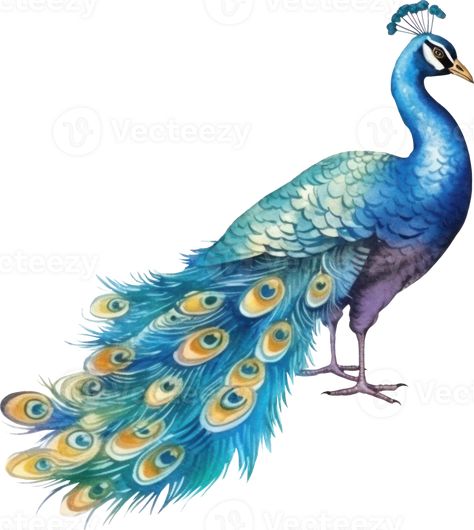 Peacock bird watercolor illustration. Peacock Illustration, Bird Watercolor, Peacock Bird, The Peacock, Watercolor Bird, Free Png, Watercolor Illustration, Royalty, This Is Us