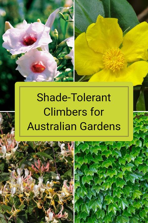 Looking to beautify your garden with climbing plants that thrive in shady spots? Discover 11 exceptional climbers, including lovely picks like Honeysuckle and Boston Ivy, perfect for creating lush green walls. Each of these plants brings unique beauty to shaded areas, making them ideal for your Australian garden. Dive into our full guide to find the best vines and climbers that flourishes even in low light Australian Gardens, Boston Ivy, Ultimate Backyard, Plant Varieties, Australian Garden, Green Walls, Different Plants, Climbing Plants, Plant Species