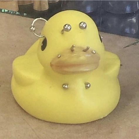 Rubber Duck, Yellow, On Instagram, Instagram