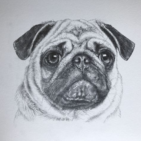 Pug Pencil Drawing, Pug Drawing Sketches, Mops Drawing, Pug Drawing Easy, Pug Dog Drawing, Cute Pug Drawing, Pugs Drawing, Pug Sketch, Pug Drawing