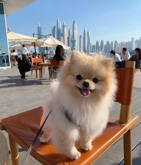 Cute Dogs Pomeranian, Pomerian Dog Pomeranian Puppy, Cute Pomeranian Puppies, Dogs Tattoo Ideas, Dogs Pomeranian, Puppies Pomeranian, Tattoos Dog, Baby Pomeranian, Spitz Pomeranian