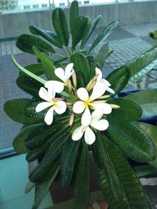 Plumeria Indoor, Indoor Plumeria, Plumeria Care, Plumeria Plant, Plumeria Tree, Bucket Gardening, Outside Plants, Tropical Garden Design, Florida Gardening