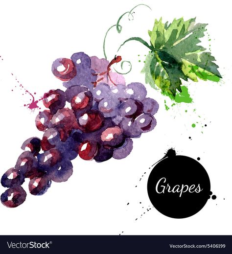 Purple Grapes Drawing, Purple Fruit Drawing, Grape Painting Easy, Grapes Watercolor Painting, Grapes Doodle, How To Draw Grapes, Watercolour Grapes, Drawing Grapes, Grape Watercolor